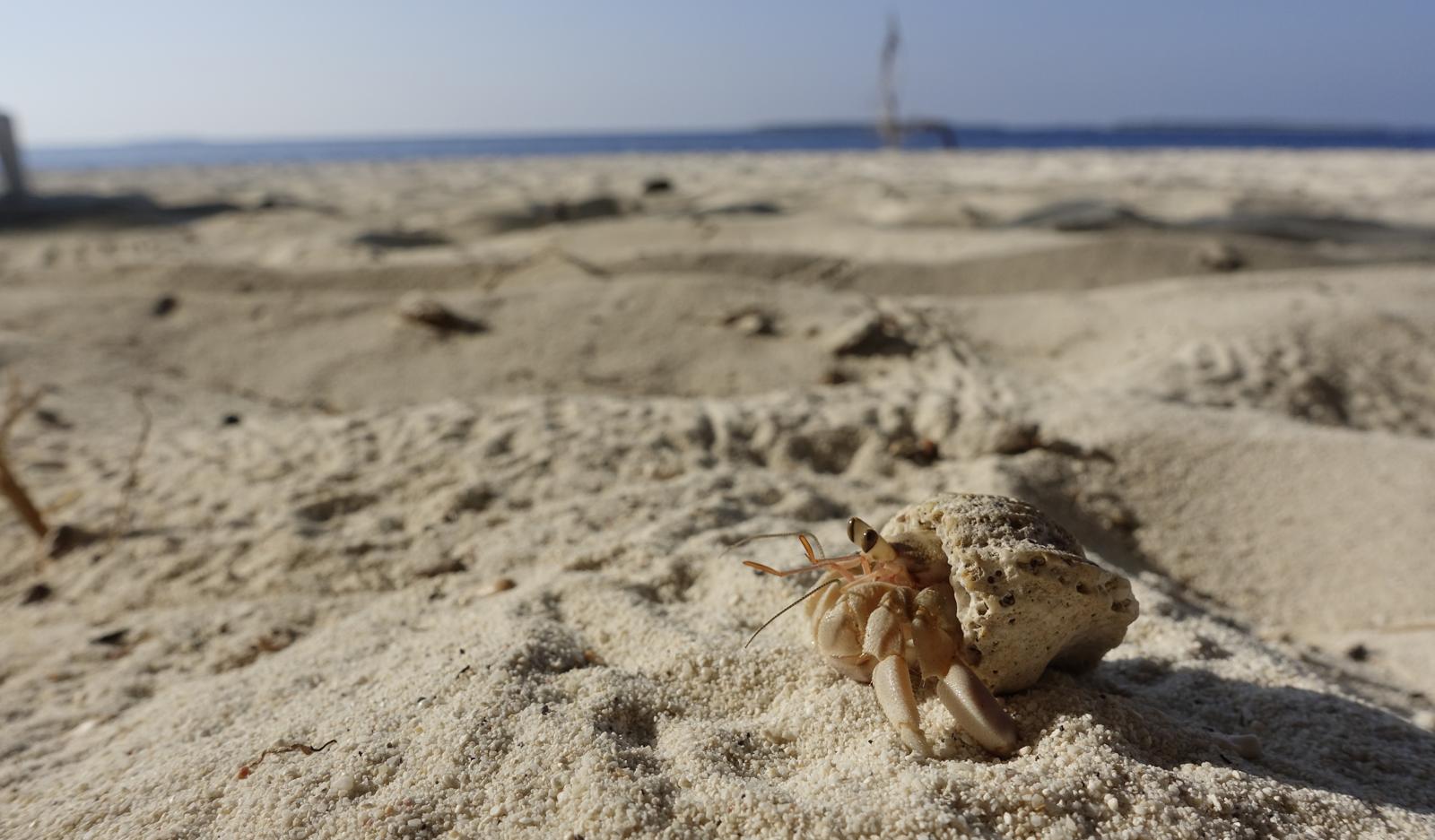 Crab pustnic pe nisipul plajei