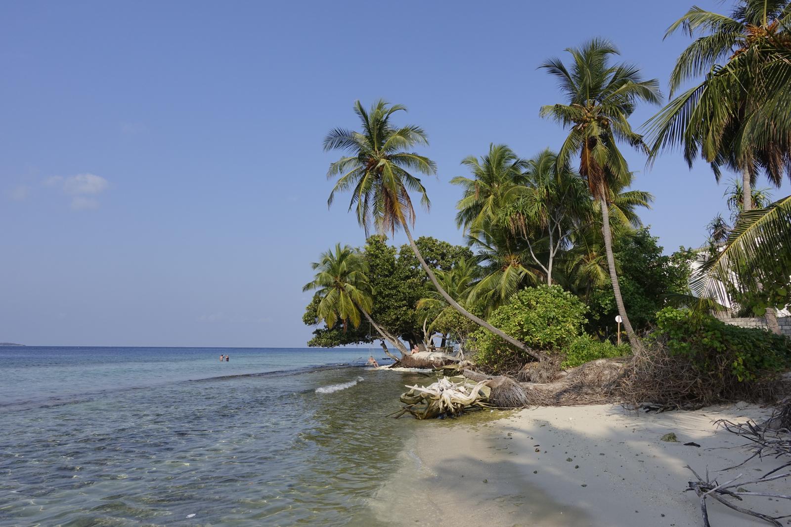 Plajă cu palmieri pe o insulă din Maldive